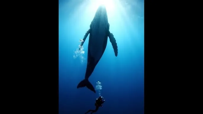 羽月乃苍 - 深蓝星球：探索海洋深处的未知世界